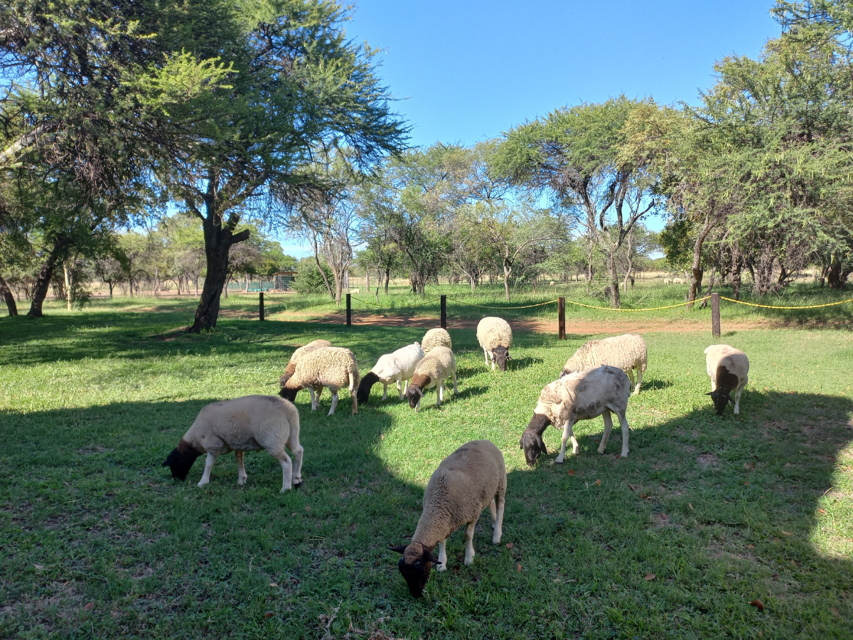 Sun Acres farm sheep roaming the garden